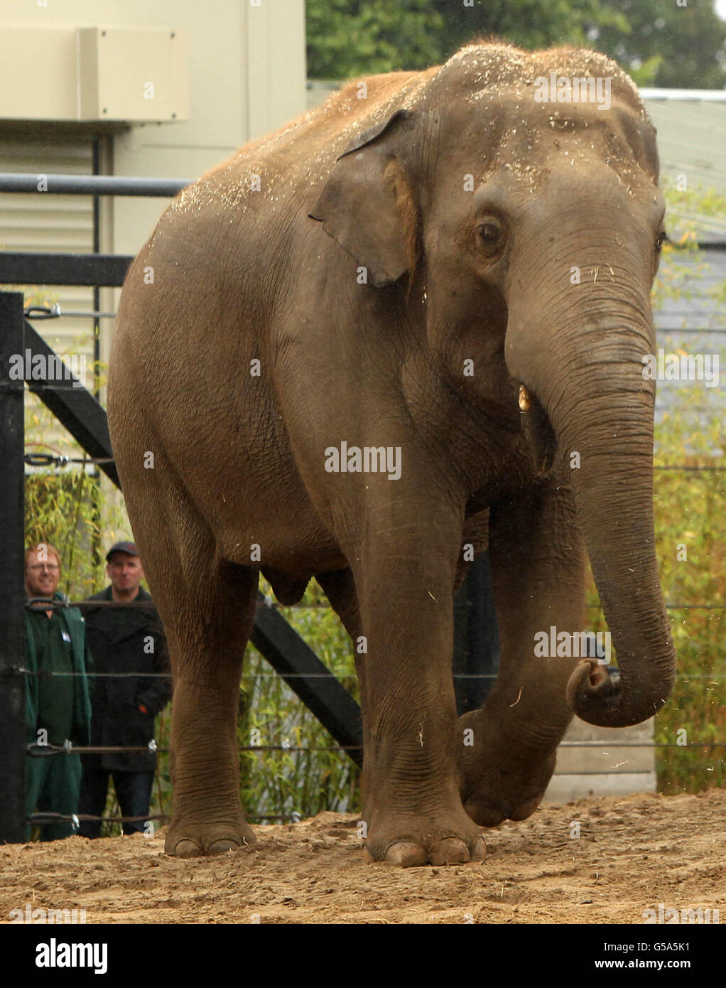 Asiatischer Bullenelefant. Der neue asiatische Bullen-Elefant Upali vom Dublin Zoo, der 17 Jahre alt ist, wird heute vorgestellt. Stockfoto