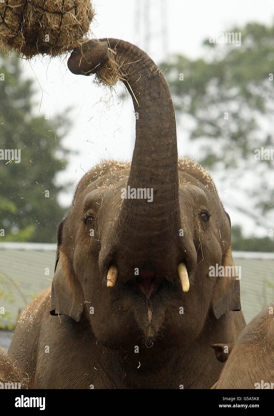 Der neue 17-jährige asiatische Elefantenbulle Upali im Dublin Zoo wird heute vorgestellt. Stockfoto