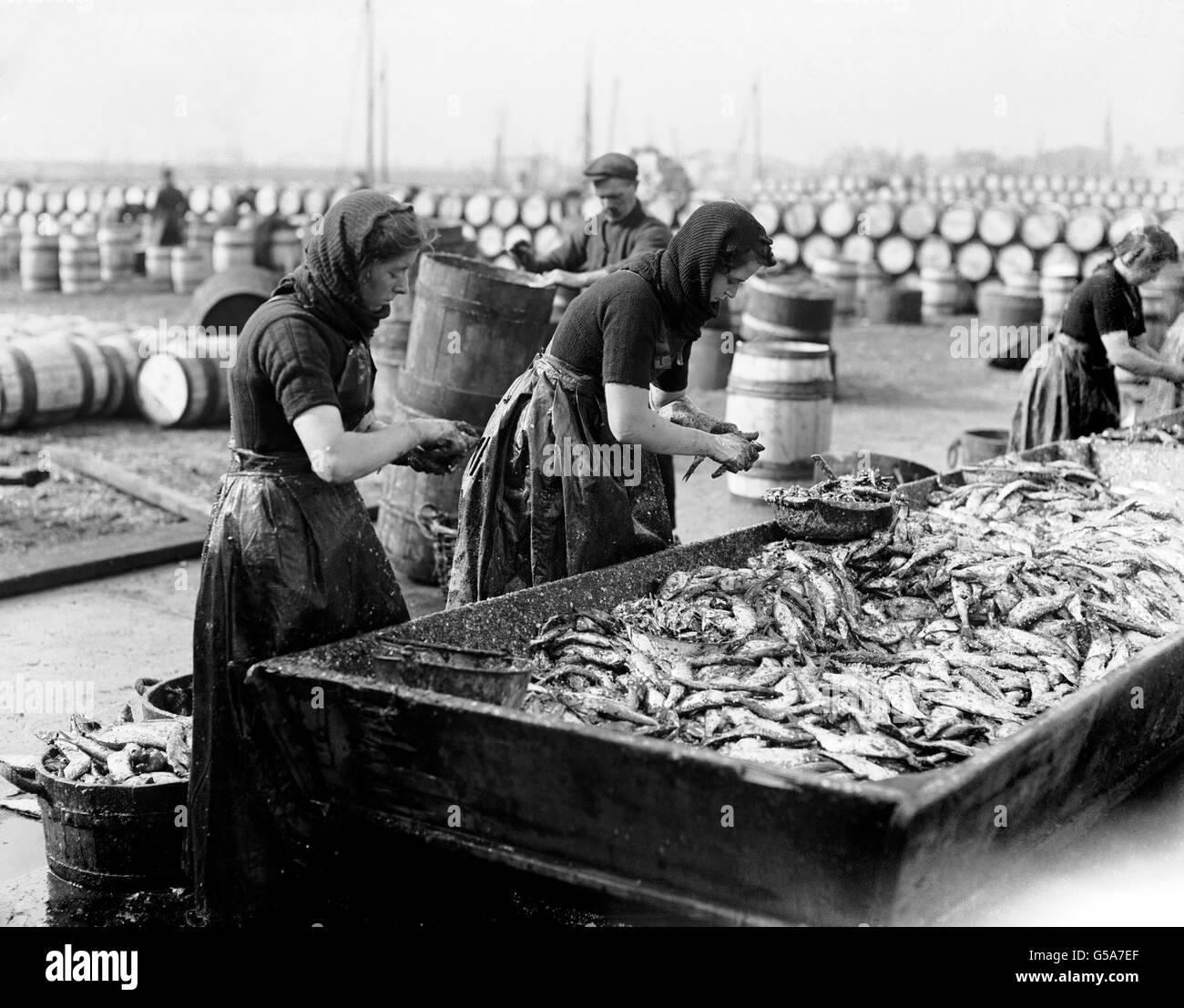 Schottische Lasse bei ihrer jährlichen Aufgabe, Heringe im Suffolk Hafen von Lowestoft zu reinigen und zu verpacken. Hunderte von Fässern gesalzener Heringe sind im Hintergrund gestapelt zu sehen. Stockfoto