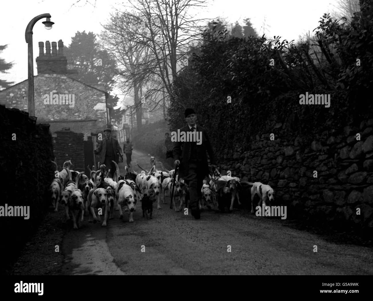 FUCHSJAGD 1962: Es sieht so aus, als gäbe es einen Fremden (vorne in der Mitte) inmitten der Coniston Foxhounds, die von Jäger Anthony Chapman aus ihren Zwinger in Ambleside, Westmorland, genommen werden. Das Rudel, das im Lake District bekannt ist, hat eine große Nachfolge. Stockfoto