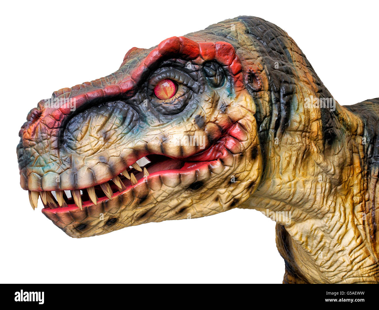 Leiter einer großen T-Rex Dinosaurier. Stockfoto