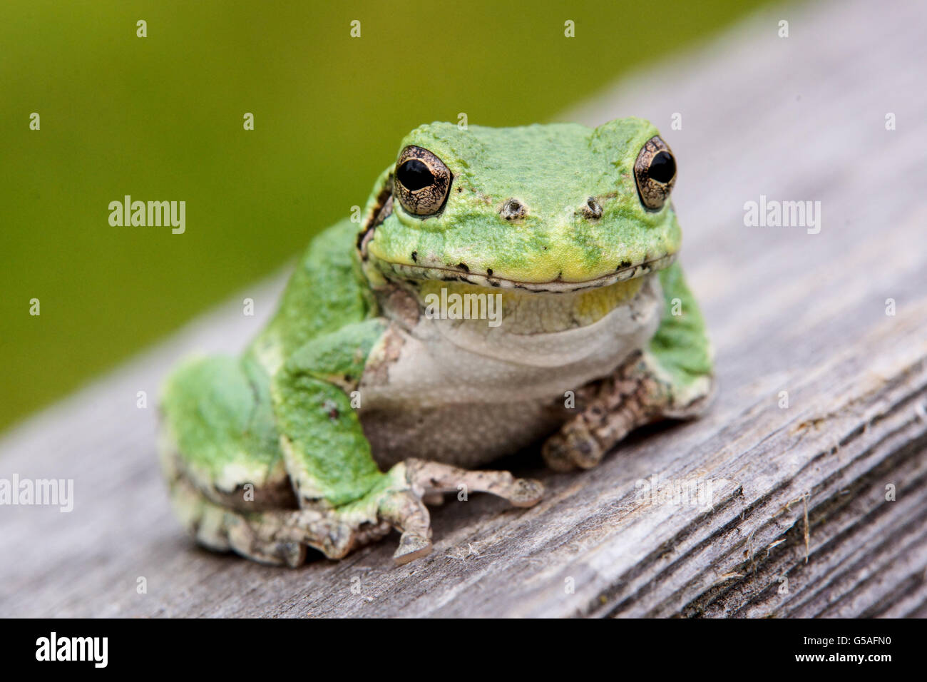 Grünen Laubfrosch auf Holz-Zaun Stockfoto