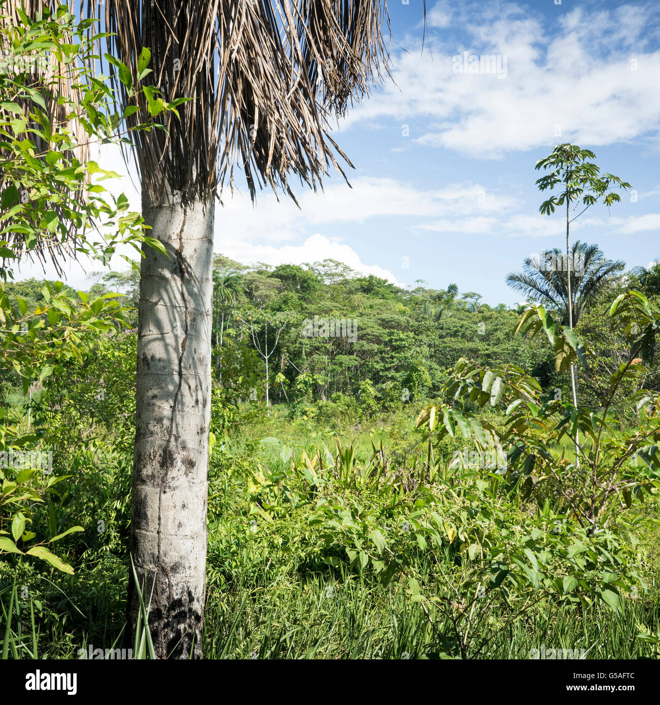 Amazonas-Regenwald, Loreto, Peru Stockfoto
