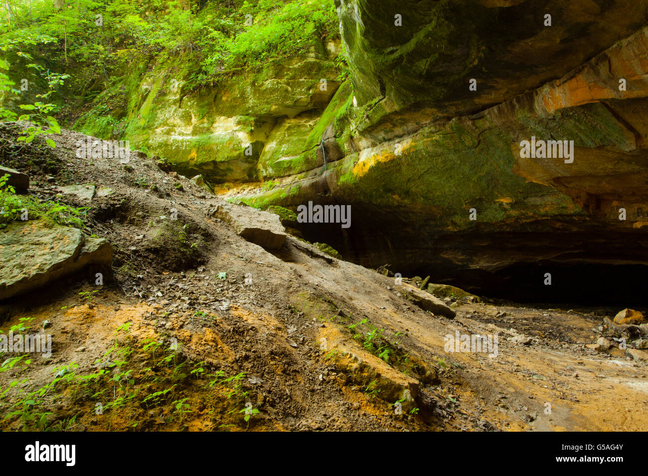 Grünes Moos bedeckt Rock im Wyalusing State Park Stockfoto