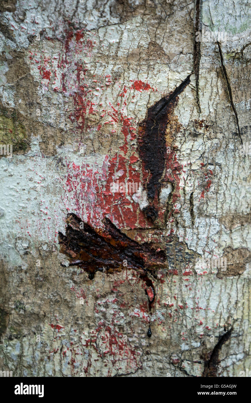 Blut Drachenbaum, Croton Lechleri. Sangro de Drago Stockfotografie - Alamy