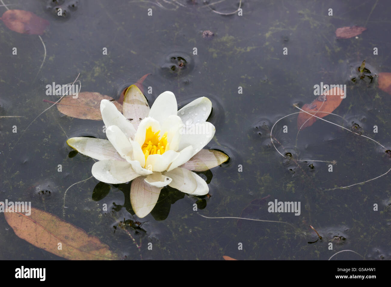 Marliac gezüchtet (1910) kleine weiße Seerose, Nymphaea "Hermine" Stockfoto