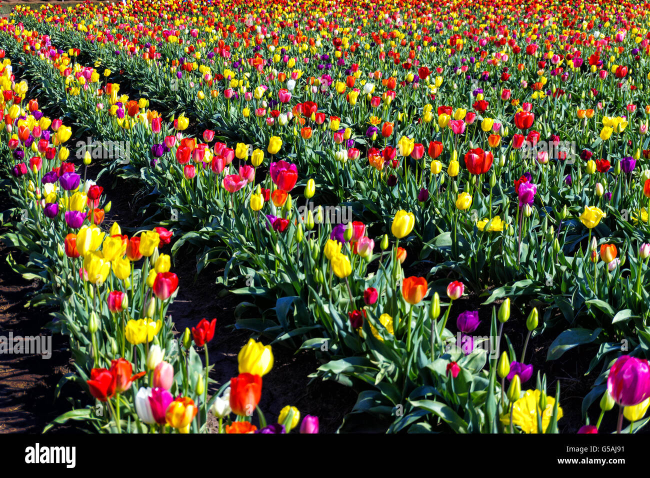 Reihen von Tulpen in allen Farben des Regenbogens in Woodburn, Oregon Stockfoto