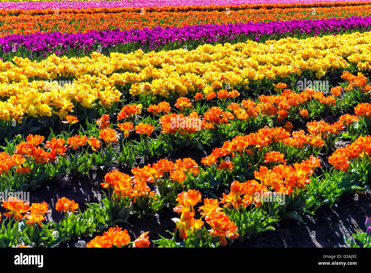 Üppigen lebendigen bunten Reihen von Tulpen in Woodburn, Oregon Stockfoto