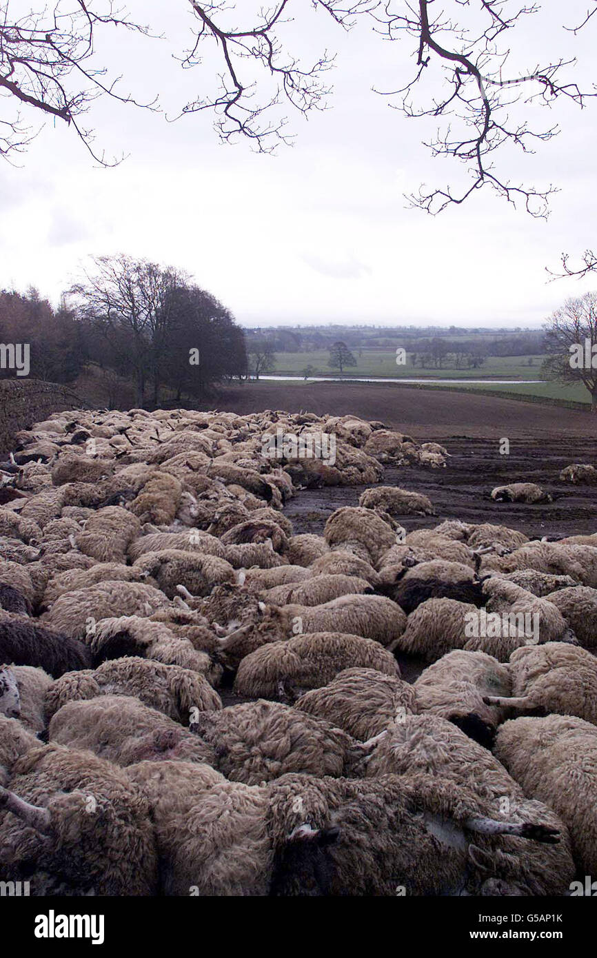 Tote Schafe liegen auf einem Feld in der Nähe des Dorfes Great Salkeld, in der Nähe von Penrith in Cumbria, nachdem sie gekeult wurden, als sie an Maul- und Klauenseuche erkrankt waren. Stockfoto