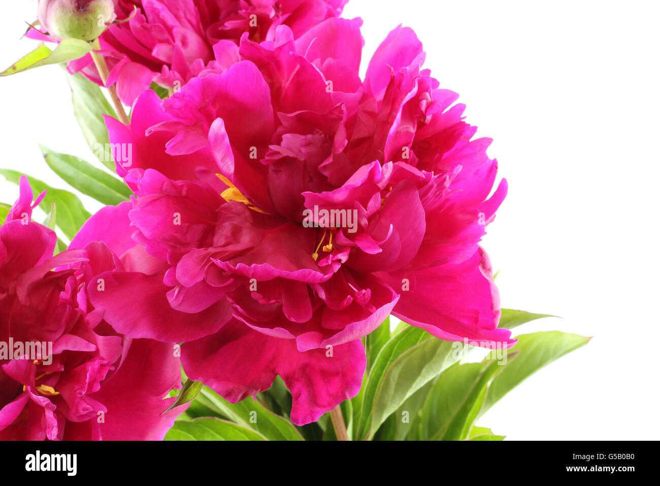 Bouquet von dunklen rosa Pfingstrosen auf weißem Hintergrund Stockfoto