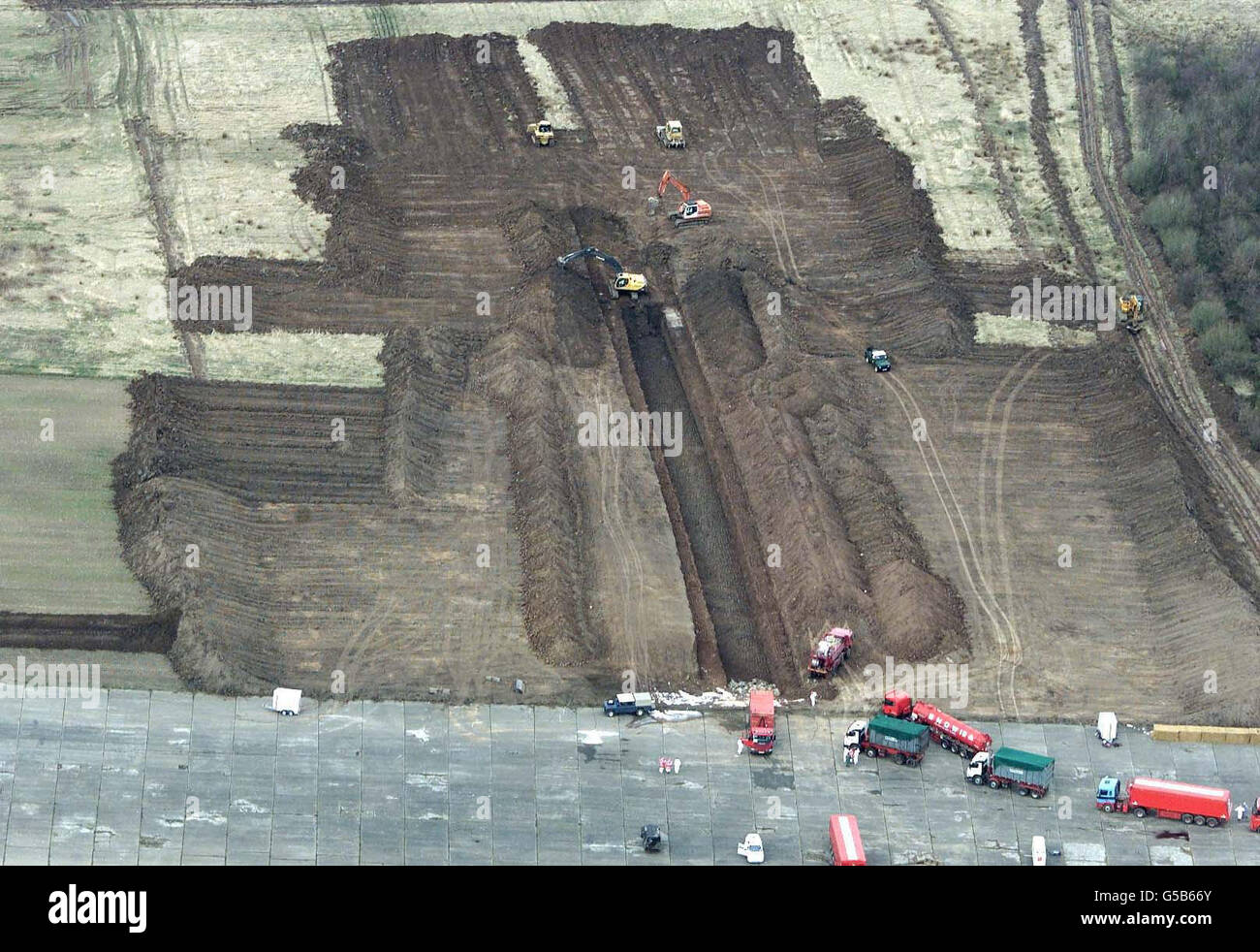 Die Deponierung von Schafen und Rindern beginnt an einer riesigen Grabstätte auf einem stillliegenden Flugplatz bei Great Orton in Cumbria, wo ein Graben ausgegraben wurde, um 500,000 Opfer der Maul- und Klauenseuche zu entsorgen. Stockfoto