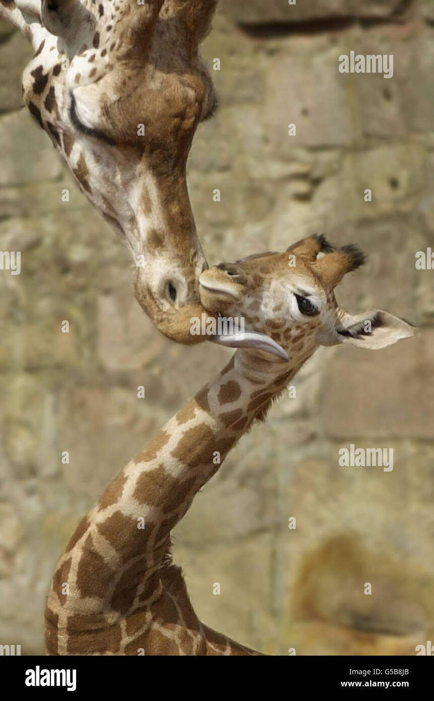 Edinburgh Zoo Giraffen Stockfoto