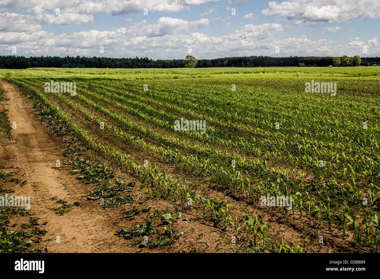 Landwirtschaft-Mais-Feld wachsen im Frühsommer Stockfoto
