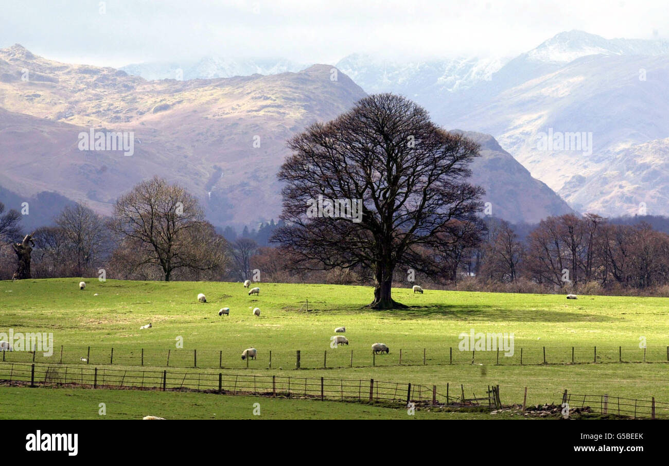 Ein traditioneller Blick auf den nördlichen Lake District mit Schafen auf Feldern unterhalb der Berggipfel, da im Rahmen der landesweiten Bemühungen zur Eindämmung der Maul- und Klauenseuche weiterhin Rinder in der Region geschlachtet werden. Stockfoto