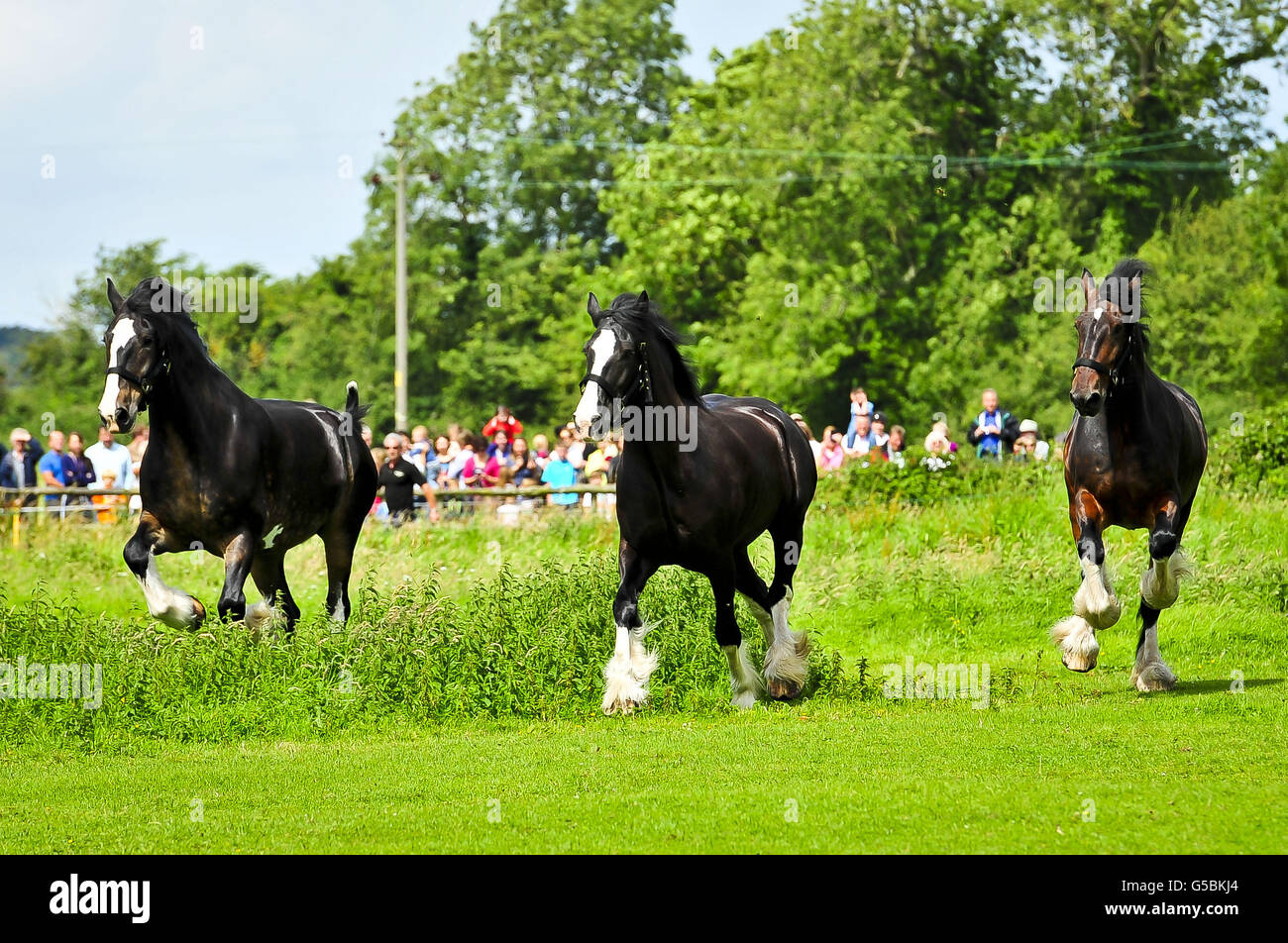 Shire-Pferde laufen auf einem Feld in Poulshot, Wiltshire, frei, nachdem sie ein Pint Bier getrunken haben, während sie ihren zweiwöchigen Urlaub beginnen. Die arbeitenden Brauereipferde von Wadworth liefern das ganze Jahr über Bier in die Pubs von Wiltshire. Sie erhalten ein Pint Bier, bevor sie für ihren zweiwöchigen Urlaub in die lokalen Felder entlassen werden. Die Brauerei beschäftigt Shire-Pferde seit mehr als 100 Jahren, um Bier in die lokalen Pubs zu liefern. Prince, Monty und Max sind drei der letzten verbleibenden Arbeitsscheuchen in der britischen Brauindustrie. Stockfoto Shire-Pferde laufen auf einem Feld in Poulshot, Wiltshire, frei, nachdem sie ein Pint Bier getrunken haben, während sie ihren zweiwöchigen Urlaub beginnen. Die arbeitenden Brauereipferde von Wadworth liefern das ganze Jahr über Bier in die Pubs von Wiltshire. Sie erhalten ein Pint Bier, bevor sie für ihren zweiwöchigen Urlaub in die lokalen Felder entlassen werden. Die Brauerei beschäftigt Shire-Pferde seit mehr als 100 Jahren, um Bier in die lokalen Pubs zu liefern. Prince, Monty und Max sind drei der letzten verbleibenden Arbeitsscheuchen in der britischen Brauindustrie. Stockfoto