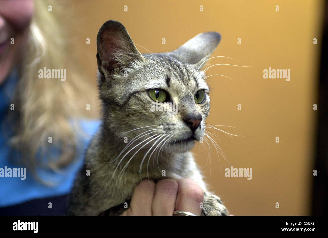 Felix, der den Globus umhertrabelt - eine Katze, die eine Mammutreise vom Nahen Osten nach Großbritannien überlebt hat und die in einem Container mit Sandgruben und Planschbecken entdeckt wurde, der an das Hams Hall Freight Depot in der Nähe von Coleshill, Warwickshire, geliefert wurde. * die RSPCA sagte heute, dass er im Transportbehälter überlebt habe, indem er Kondenswasser aus den Wänden lappte. Stockfoto