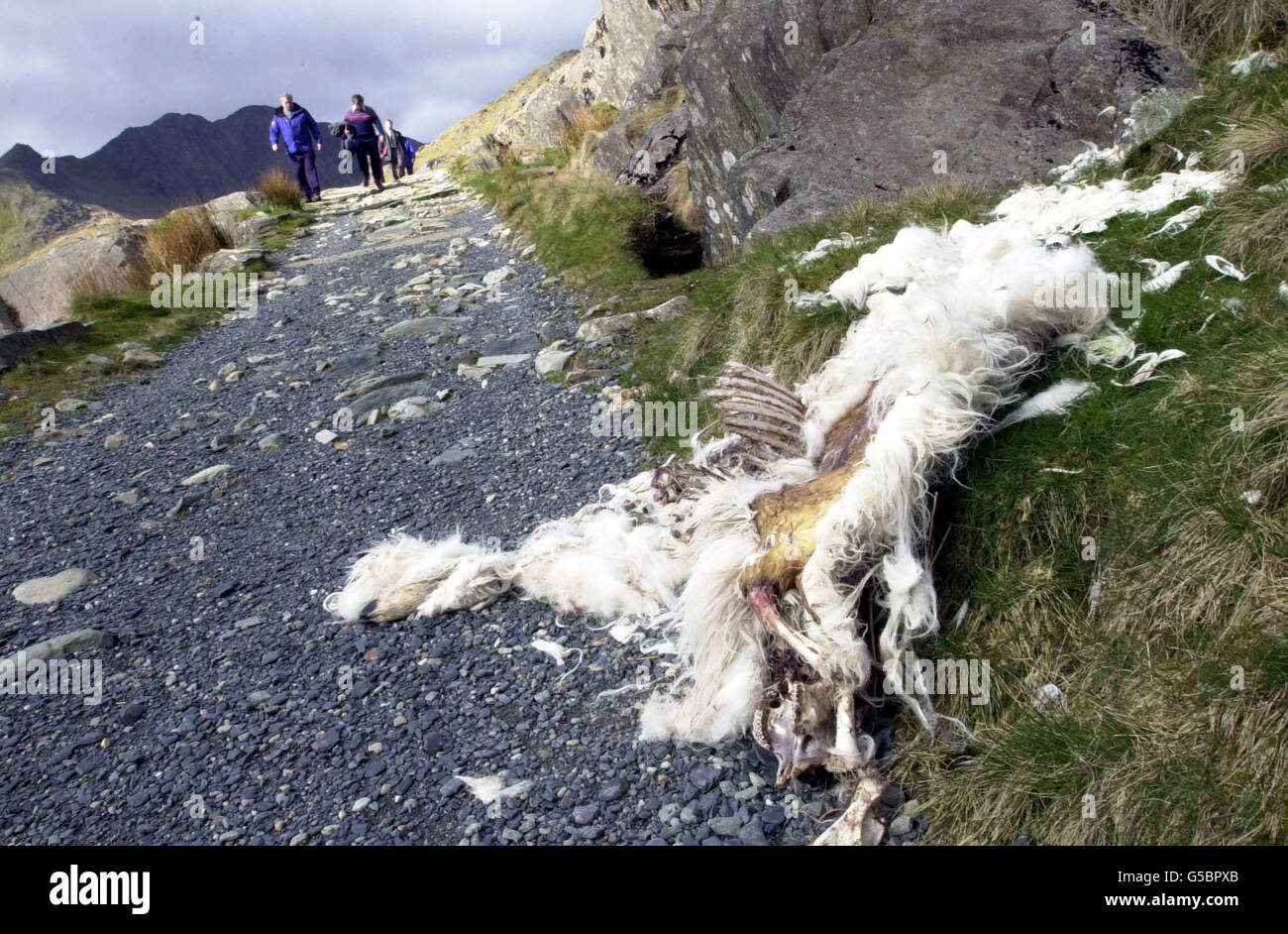 Schweine-Snowdonia Stockfoto