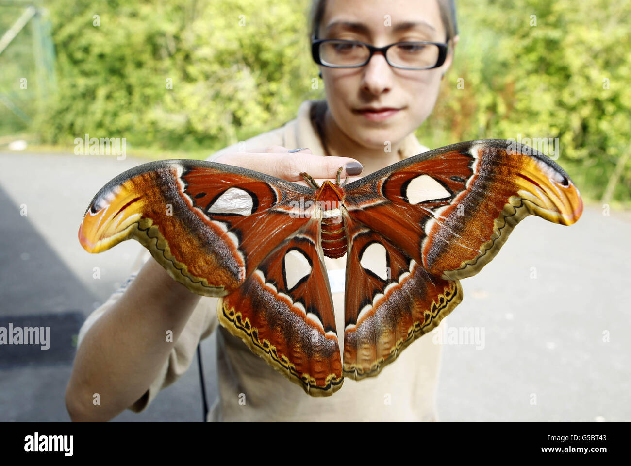 Schmetterlingshüterin Heather Prince hält eine der neu entstandenen Atlasmotten (Attacus Atlas) mit einer Flügelspannweite von 30cm ist sie die größte Mottenart der Welt, aber trotz ihrer Größe werden sie nur etwa eine Woche leben. Stockfoto