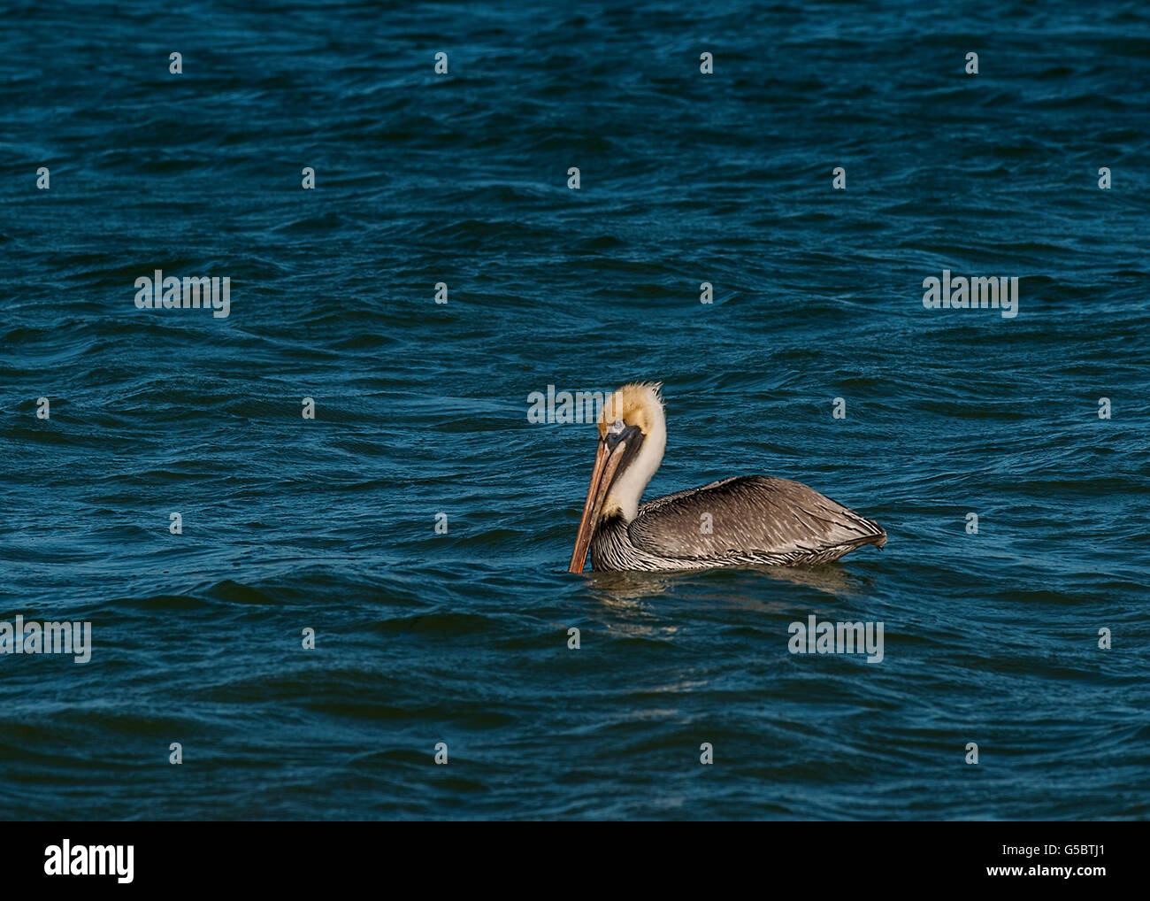Pelikan mit Schnabel im Wasser schwimmen Stockfoto