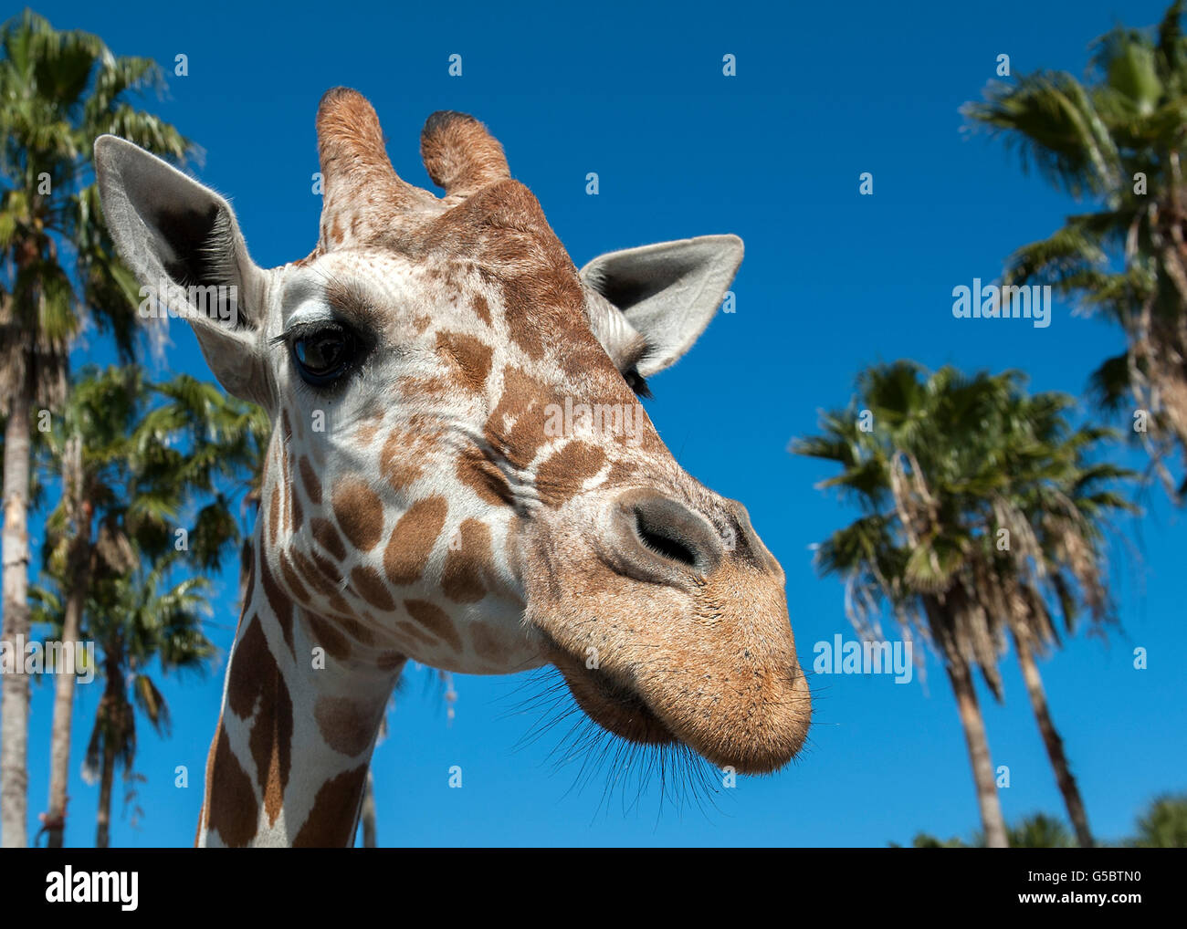 Nahaufnahme von Giraffe Kopf Stockfoto