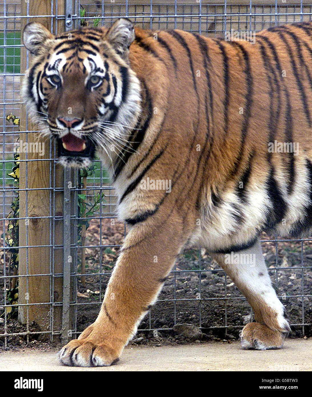 Amba The Bengal Tiger im Willersmill Wildlife Park in Shepreth, Cambridgeshire. Bewohner, die im hinteren Teil des Parks leben, sagen, dass sie besorgt sind, wenn der Tiger, der 1,5m lang und fast 1,5m groß ist, entkommt. * Park-Besitzer Jake Willers sagte, die zweieinhalb Jahre alte weibliche Tiger würde nicht in der Lage sein, die speziell gebauten Gehäuse zu entkommen. Stockfoto