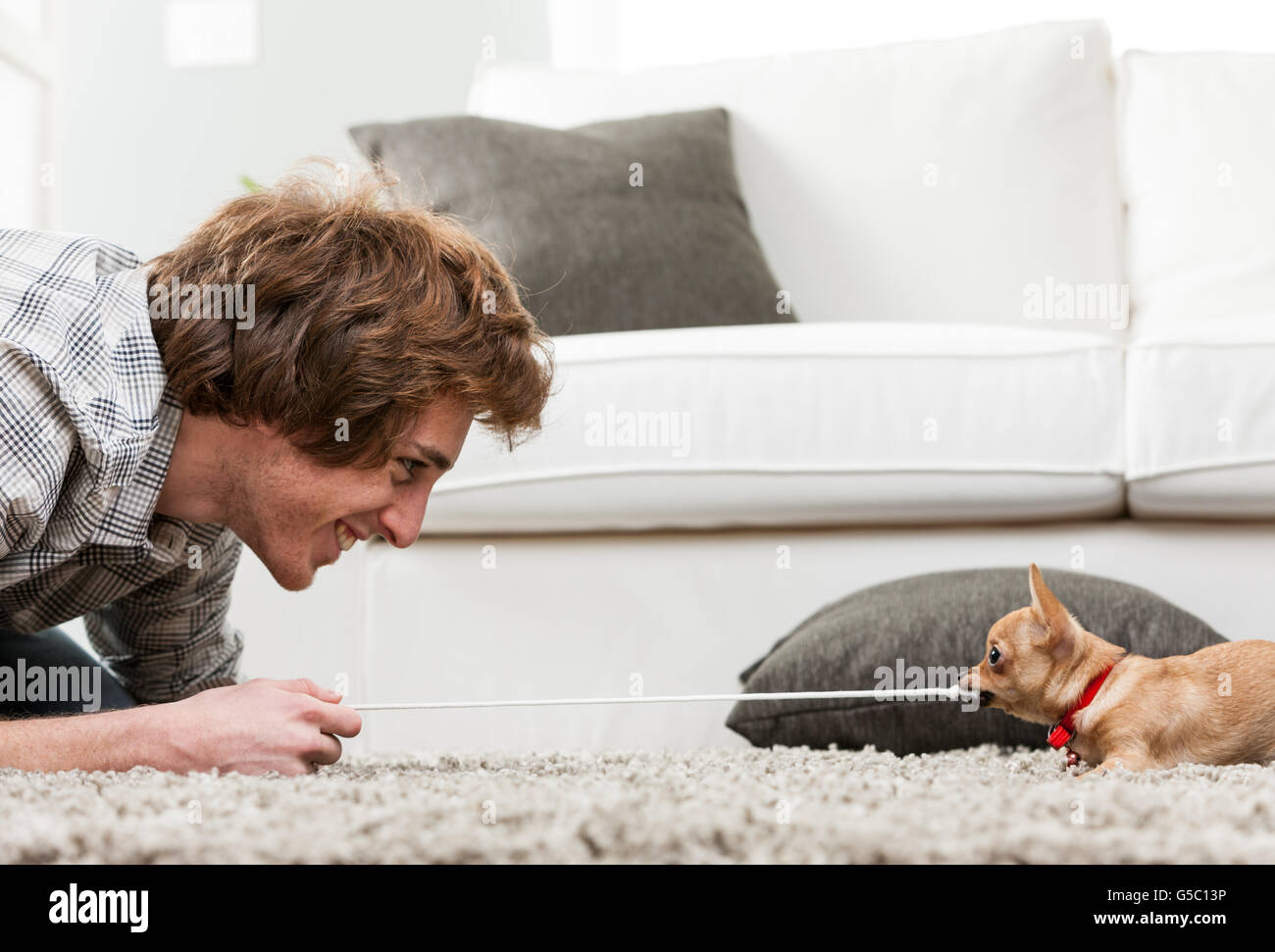 Junger Mann Spaß mit seinem Haustier Chihuahua im Tauziehen mit ein kurzes Stück Seil auf einem Teppich im Wohnzimmer Stockfoto