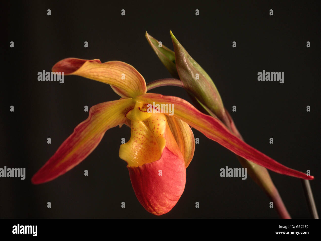 Paphiopedilum LADY SLIPPER Orchidee, Stockfoto