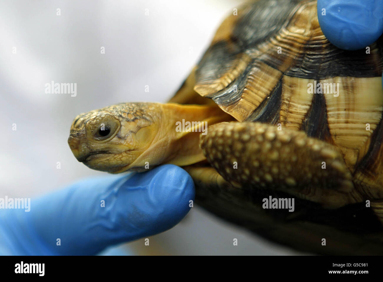 Dr. Gerardo Garcia, Kurator für Niederwirbel und Wirbellose im Zoo von Chester, mit einer von vier Plowshare Tortoise, einer der am meisten bedrohten Arten auf dem Planeten, die aus Hongkong gerettet wurden und das erste europäische Zuchtprogramm starten wird. Stockfoto