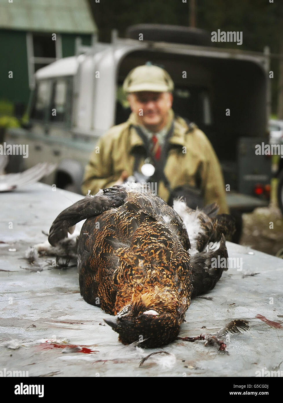 Ein toter Birkhühner ist am ersten Tag der Jagdsaison auf dem Anwesen von Rinia und Milton, Drumochter, abgebildet. Stockfoto