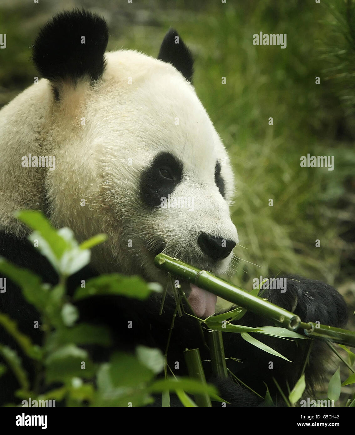 Yang Guang der Panda feiert seinen Geburtstag im Edinburgh Zoo in Schottland. Stockfoto