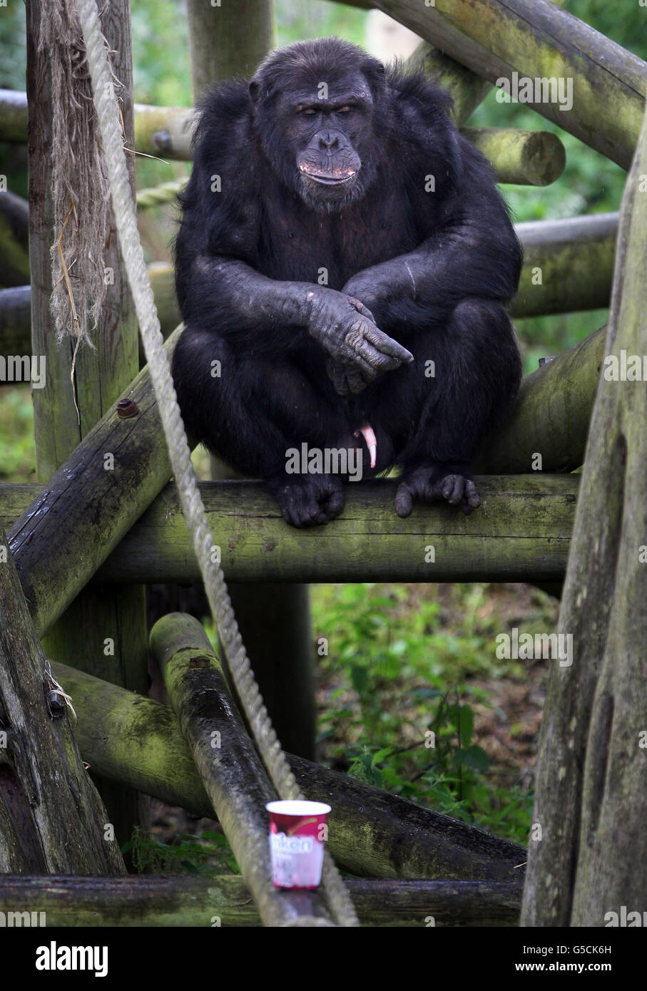 Einer der 19 Schimpansen im Edinburgh Zoo probiert einen Topf mit Onkens neuem fettfreien Joghurt mit probiotischen Kulturen aus. Stockfoto