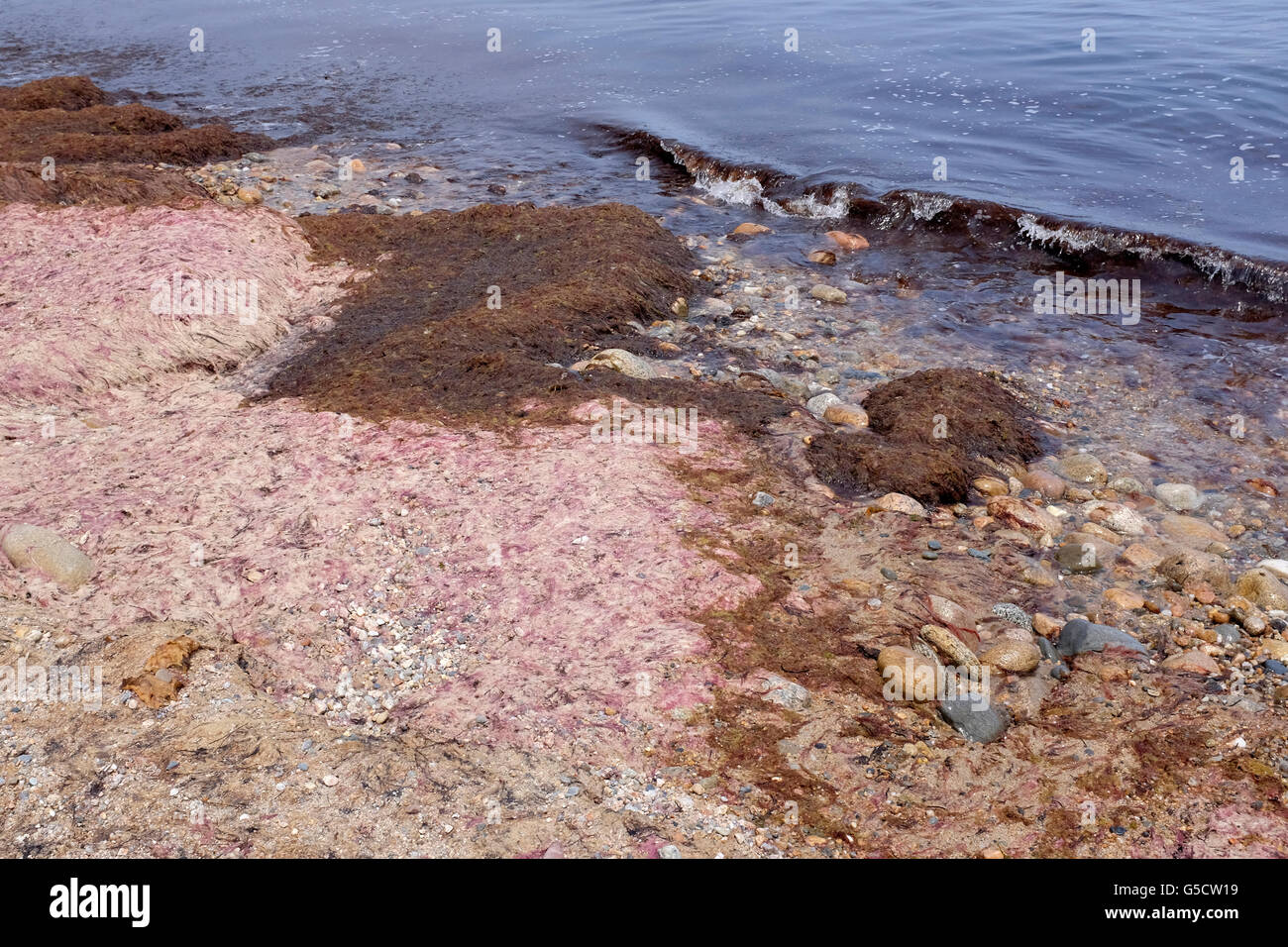 Rote Algen angeschwemmt auf Block Island, Rhode Island Stockfoto