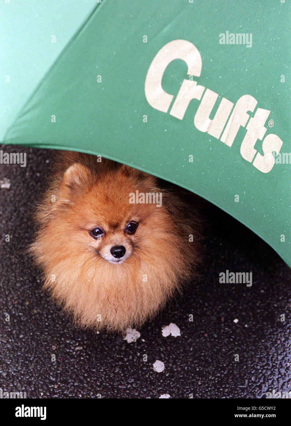 Theo, ein viereinhalb Jahre alter pommerscher Hund, deckt sich mit dem Regen unter einem Regenschirm bei einer Fotoausstellung im Zentrum von London, für die Crufts Dog Show. Crufts 2001, findet im NEC in Birmingham zwischen dem 25. Und 28. Mai 2001 statt. * die Hundeausstellung wurde wegen des Ausbruchs der Maul- und Klauenseuche verschoben. Stockfoto