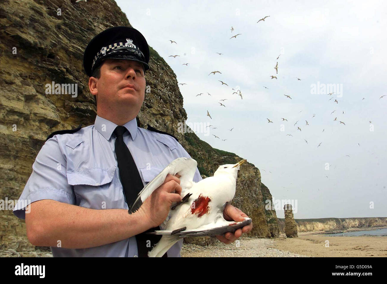 PC Bryn Jones mit einem von mehr als 80 Seevögeln, die getötet wurden und am Strand von Marshden Bay, South Shields, South Tyneside, angelegt wurden, um das Wort „Tod“ zu buchstabieren. * Vogelfreunde waren schockiert über die Entdeckung heute Morgen, dass eine große Anzahl von Kittiwakes getötet worden war. Es ist eine Straftat, Wildvögel zu erschießen, und Straftäter können mit Geldstrafen von bis zu 500 pro Vogel oder sechs Monaten Gefängnis im Rahmen der im Wildlife and Countryside Act eingeführten Vollmachten rechnen. Die RSPB glaubt, dass ein Luftgewehr verwendet wurde, um die Vögel zu töten. Stockfoto