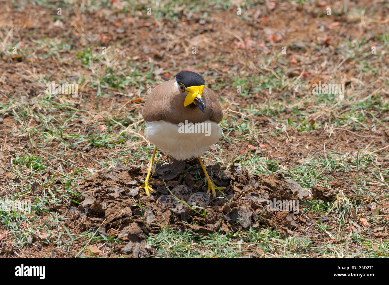 Gelb-Flecht-Kiebitz (Vanellus Malabaricus) Stockfoto