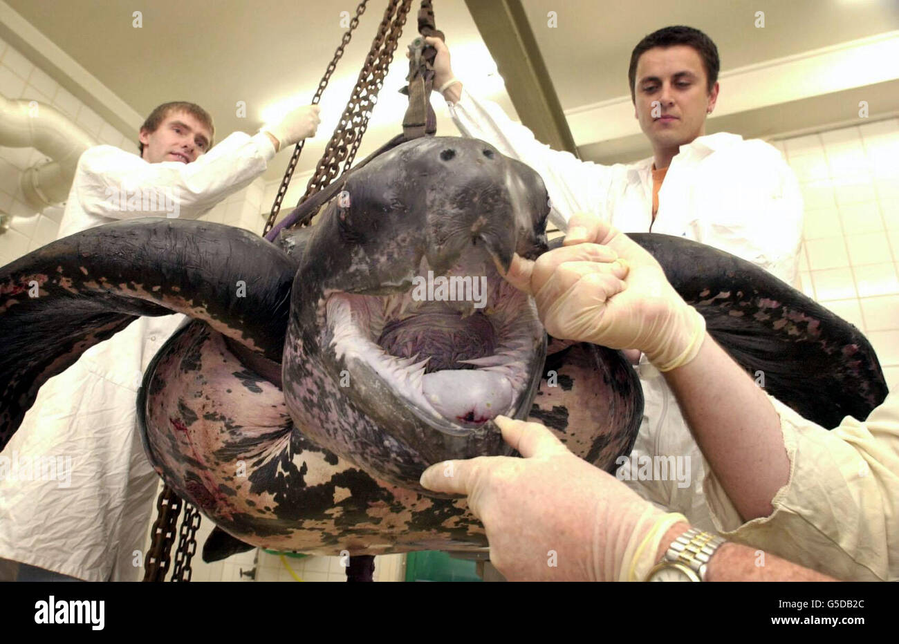 Tierpathologen, Paul Jepson (links) und Rob Deaville, untersuchen die Kadaver einer erwachsenen männlichen Lederschildkröte im Londoner Zoo. Die über 300 kg schwere und 2,1 Meter lange Schildkröte wurde vor zwei Tagen vor der Küste von Cornwall gefunden. *die Pathologen wollen herausfinden, warum die Schildkröte, die in den brisischen Gewässern selten vorkommt, gestorben ist. Stockfoto
