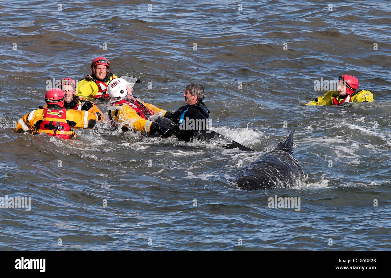 Mitglieder der Rettungsdienste versuchen, Pilotwale zurückzutreiben, nachdem sie in der Nähe von Pittenweem vor der Küste von Fife aufgehalten wurden. DRÜCKEN Sie VERBANDSFOTO. Bilddatum: Sonntag, 2. September 2012. Dreizehn Wale sind in der Massenstrandung gestorben. Die Säugetiere waren Teil einer Gruppe von 26 Grindwalen, die gestrandet waren. Die verbleibenden Wale werden von Tierärzten von British Divers und Marine Life Rescue (BDMLR) am Leben gehalten, mit Hilfe der Rettungsdienste einschließlich Fife Feuerwehr. Siehe PA Geschichte SEEWALE. Bildnachweis sollte lauten: Andrew Milligan / PA Wire Stockfoto