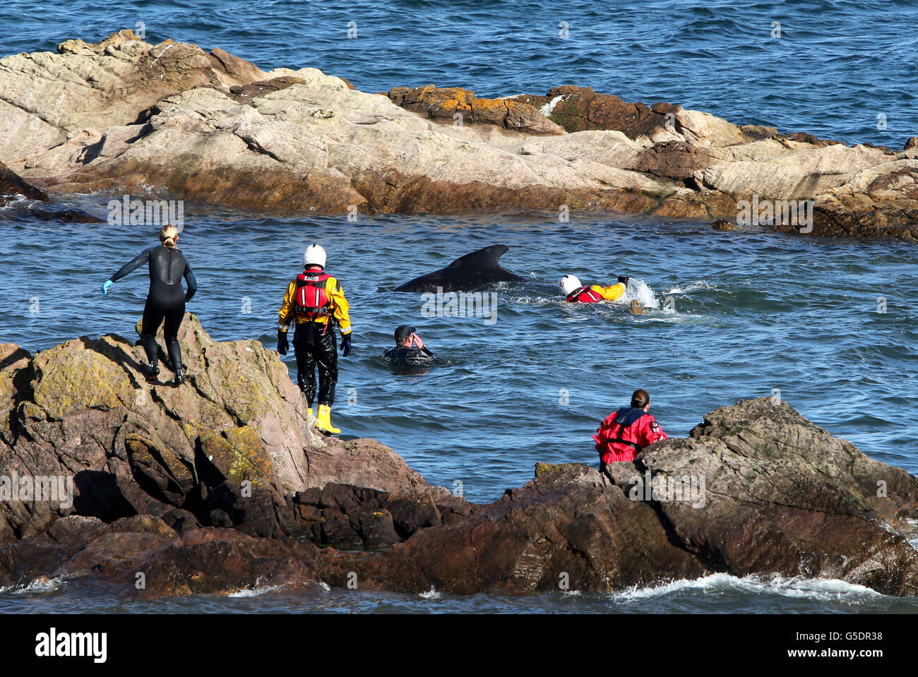 Mitglieder der Rettungsdienste versuchen, Pilotwale zurückzutreiben, nachdem sie in der Nähe von Pittenweem vor der Küste von Fife aufgehalten wurden. DRÜCKEN Sie VERBANDSFOTO. Bilddatum: Sonntag, 2. September 2012. Dreizehn Wale sind in der Massenstrandung gestorben. Die Säugetiere waren Teil einer Gruppe von 26 Grindwalen, die gestrandet waren. Die verbleibenden Wale werden von Tierärzten von British Divers und Marine Life Rescue (BDMLR) am Leben gehalten, mit Hilfe der Rettungsdienste einschließlich Fife Feuerwehr. Siehe PA Geschichte SEEWALE. Bildnachweis sollte lauten: Andrew Milligan / PA Wire Stockfoto