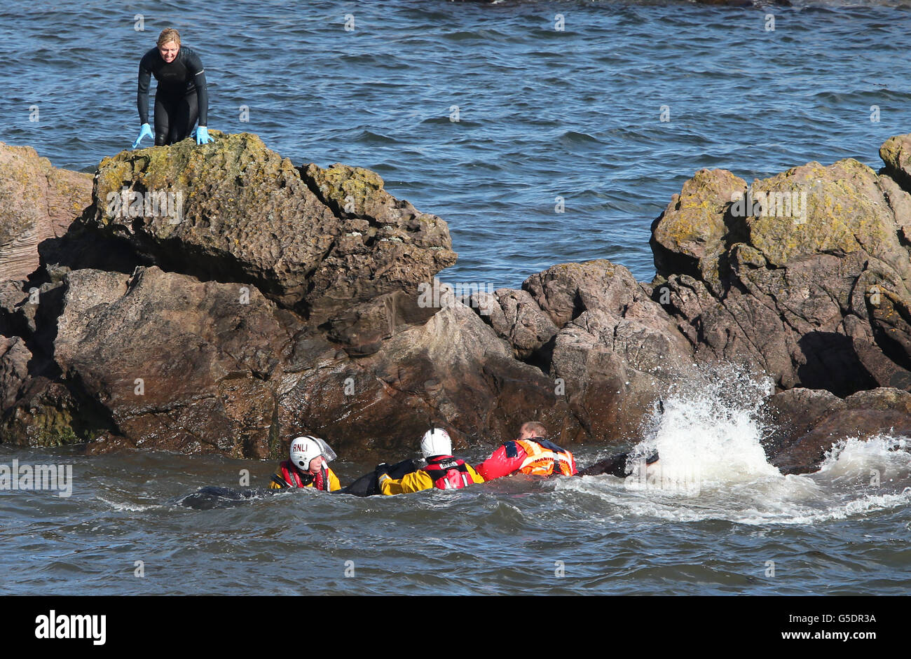 Mitglieder der Rettungsdienste versuchen, Pilotwale zurückzutreiben, nachdem sie in der Nähe von Pittenweem vor der Küste von Fife aufgehalten wurden. DRÜCKEN Sie VERBANDSFOTO. Bilddatum: Sonntag, 2. September 2012. Dreizehn Wale sind in der Massenstrandung gestorben. Die Säugetiere waren Teil einer Gruppe von 26 Grindwalen, die gestrandet waren. Die verbleibenden Wale werden von Tierärzten von British Divers und Marine Life Rescue (BDMLR) am Leben gehalten, mit Hilfe der Rettungsdienste einschließlich Fife Feuerwehr. Siehe PA Geschichte SEEWALE. Bildnachweis sollte lauten: Andrew Milligan / PA Wire Stockfoto