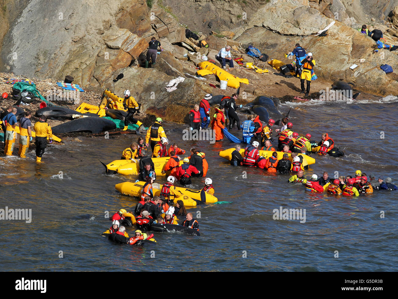 Gestrandete Wale Stockfoto