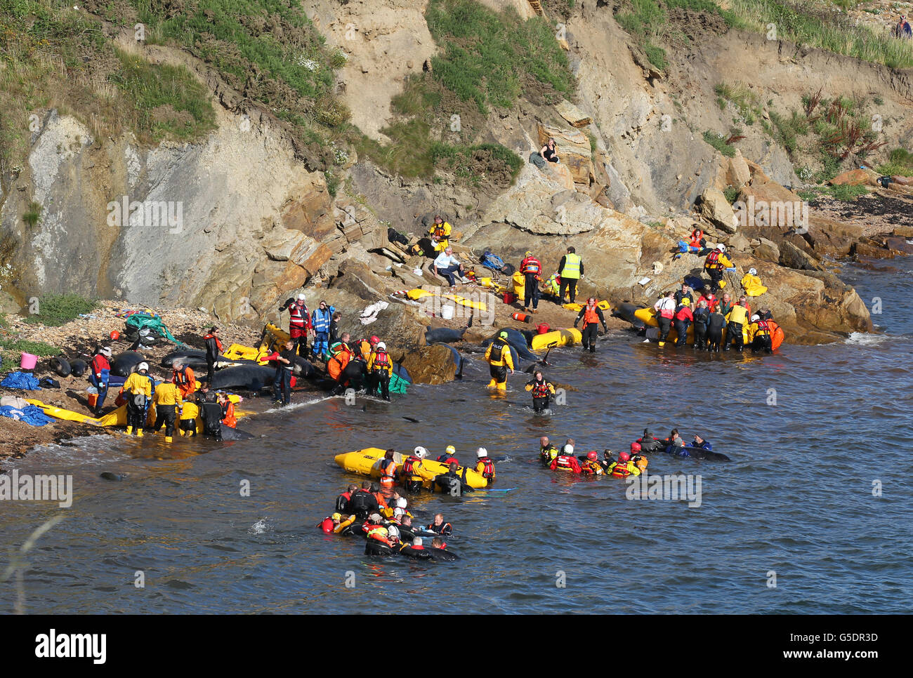 Mitglieder der Rettungsdienste versuchen, Pilotwale zurückzutreiben, nachdem sie in der Nähe von Pittenweem vor der Küste von Fife aufgehalten wurden. DRÜCKEN Sie VERBANDSFOTO. Bilddatum: Sonntag, 2. September 2012. Dreizehn Wale sind in der Massenstrandung gestorben. Die Säugetiere waren Teil einer Gruppe von 26 Grindwalen, die gestrandet waren. Die verbleibenden Wale werden von Tierärzten von British Divers und Marine Life Rescue (BDMLR) am Leben gehalten, mit Hilfe der Rettungsdienste einschließlich Fife Feuerwehr. Siehe PA Geschichte SEEWALE. Bildnachweis sollte lauten: Andrew Milligan / PA Wire Stockfoto