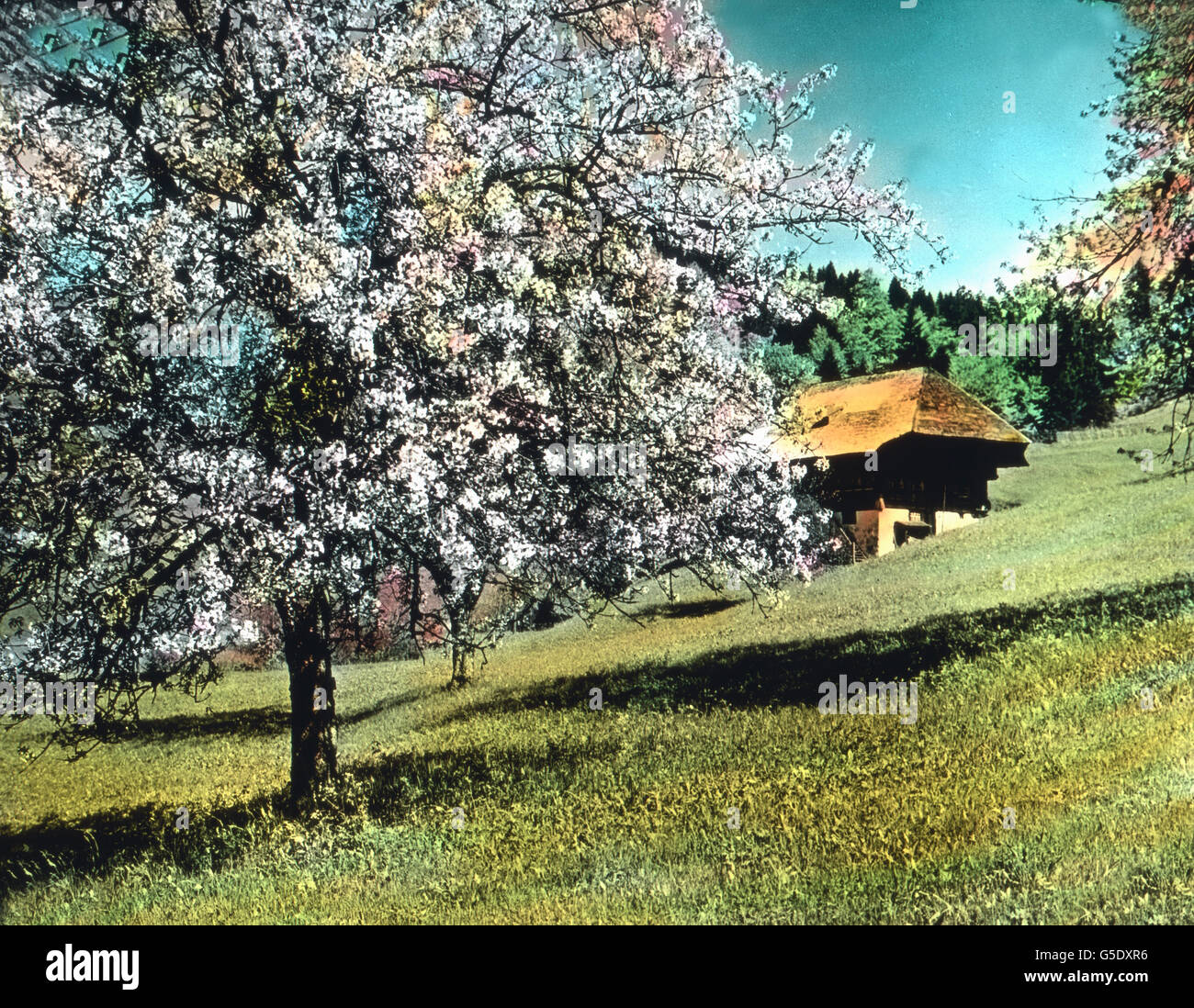 Das Stille Tal. Das ruhige Tal. Deutschland, Krieg, Weltkrieg, WWI, 1, Geschichte, historisch, 1910er Jahre, 20. Jahrhundert, archivieren, Carl Simon, von hand farbige Glas-Folie, Deutsch, Trauer, Tal, Schwarzwald, Hütte, Frühjahr, Frühling, Blüte, Bäume, Blüte, Frieden, friedlich Stockfoto