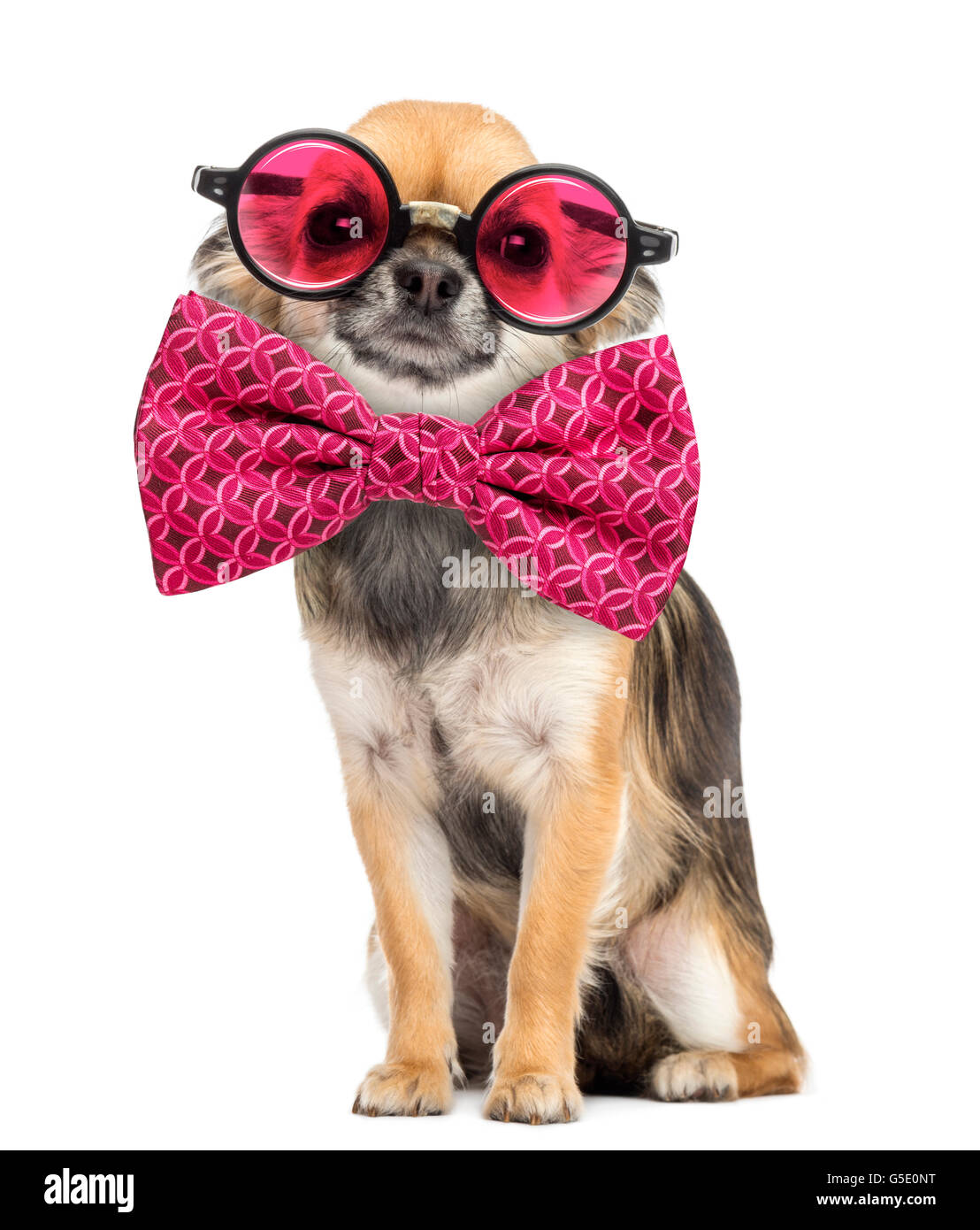 Chihuahua tragen runde Brille und eine Fliege vor weißem Hintergrund Stockfoto