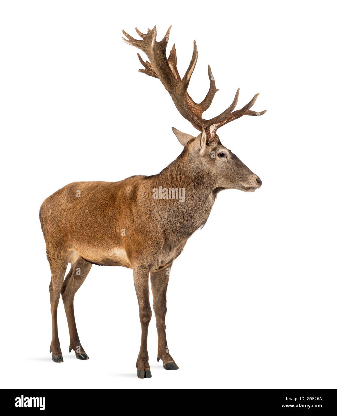 Rotwild-Hirsch vor einem weißen Hintergrund Stockfoto