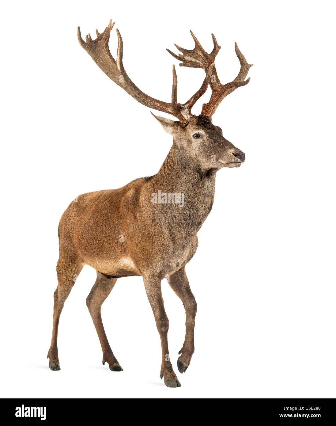 Rotwild-Hirsch vor einem weißen Hintergrund Stockfoto