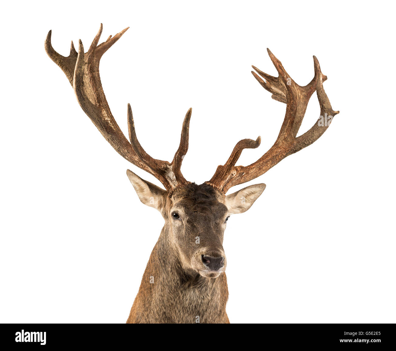 Nahaufnahme von einem Rothirsch Hirsch vor einem weißen Hintergrund Stockfoto