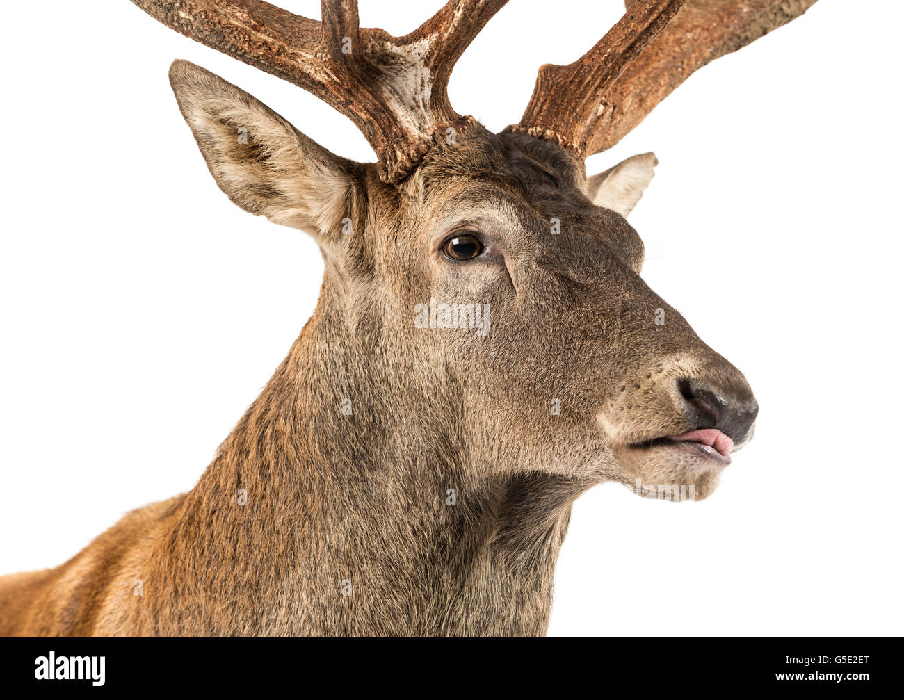 Nahaufnahme von einem Rothirsch Hirsch vor einem weißen Hintergrund Stockfoto