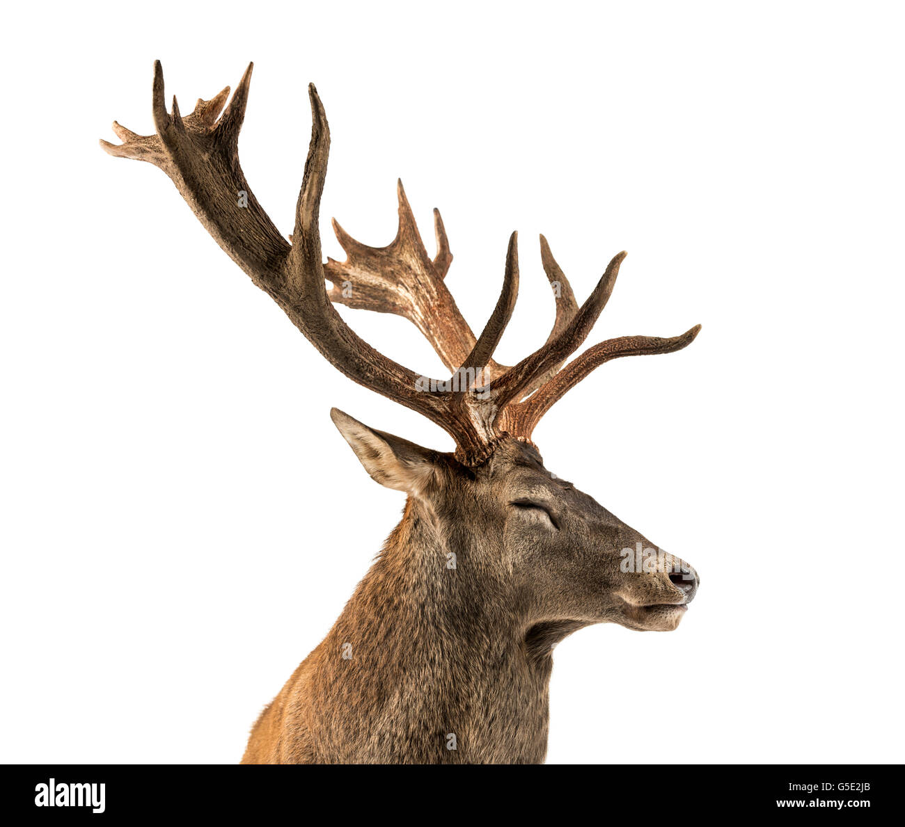 Nahaufnahme von einem Rothirsch Hirsch vor einem weißen Hintergrund Stockfoto