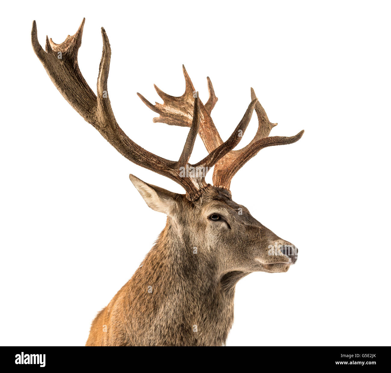Nahaufnahme von einem Rothirsch Hirsch vor einem weißen Hintergrund Stockfoto