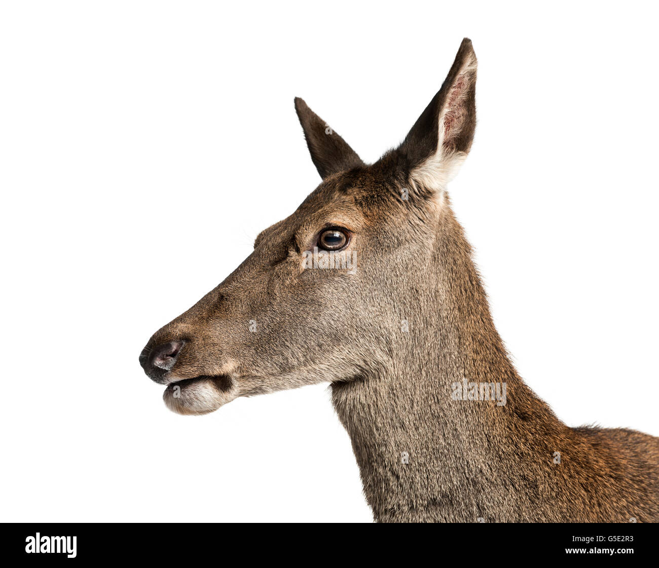 Nahaufnahme einer weiblichen Rotwild vor einem weißen Hintergrund Stockfoto